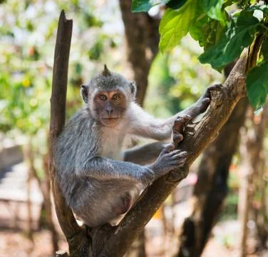 Artful monkey sitting on the tree Stock Photos