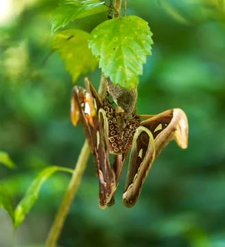 An arthropod pollinator, the praying mantis hangs from a tree branch Stock Photos