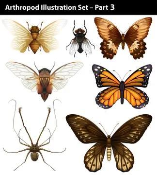 Arthropods Stock Illustration