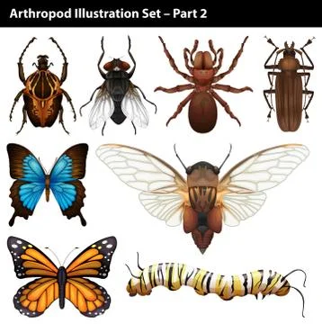 Arthropods Stock Illustration