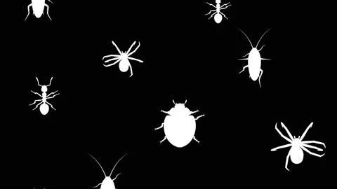 Arthropods running up Stock Footage 90525998