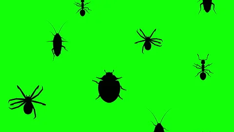 Arthropods running up Stock Footage 90526017