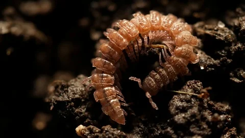 Arthtropode Video stock 90463694