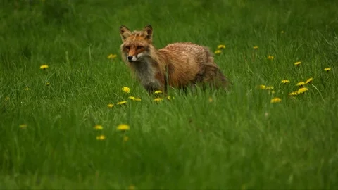 Artic fox alert, standing in grass Stock Footage 104149349