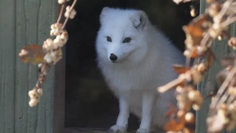 Artic fox Stock Footage 330079550