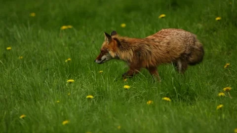 Artic fox looking for food in grass Stock Footage 104149347