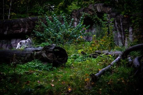 Artic fox at Skansen Stock Photos
