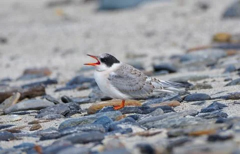 Artic Tern chick on the beach begging for food in Copinsay in Orkney Stock Photos