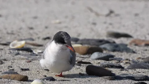 Artic tern chick pruning itself in 4k Stock Footage 297972529