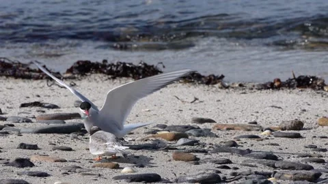 Artic tern feeding chick on the beach in Copinsay in Orkney 4K Stock Footage 280711372