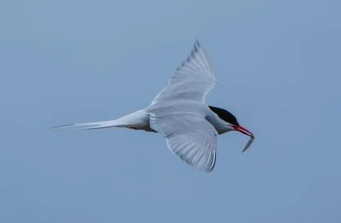 Artic tern in flight with fish Foto stock