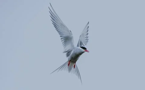 Artic Tern in flight Stock Photos