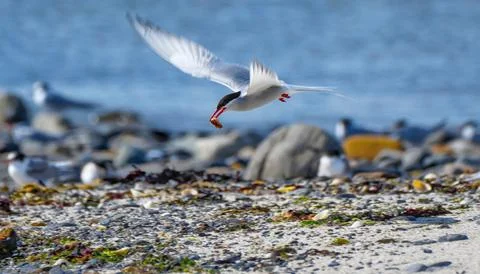 Artic tern flying with fish for the chick in Orkney Stock Photos