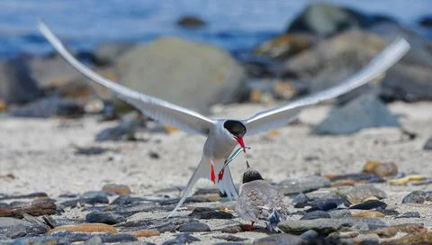 Artic tern with wings spread feeding chick on the shore of Copinsay in Orkne Stock Photos