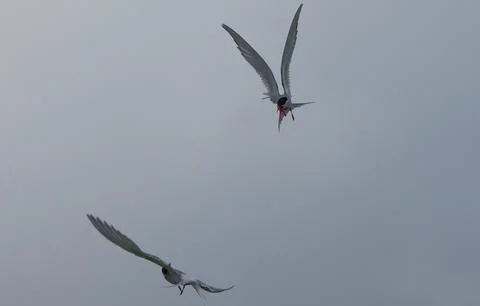 Artic terns doing acrobatics in Orkney Stock Photos