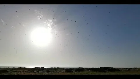 Artic terns flying in Orkney in HD Video stock 301190852