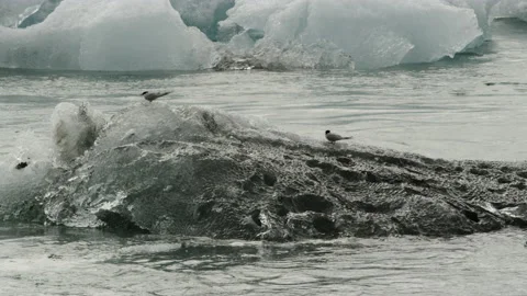 Artic Terns resting on the tip of an Iceberg seabirds of Iceland - Winter, Vidéo 158588967