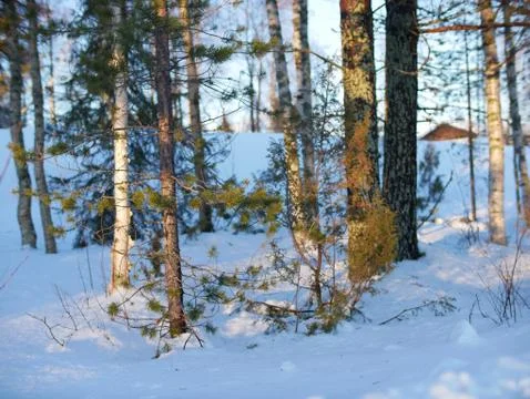 Artic Tree Stock Photos