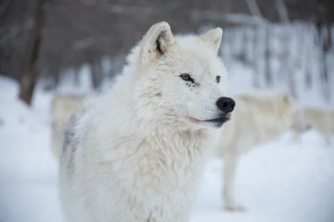Artic Wolf close up Stock Photos
