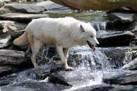 Artic wolf crossing a stream Stock Photos