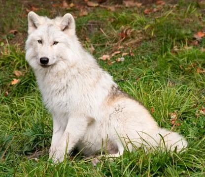 Artic wolf looking at the camera Stock Photos