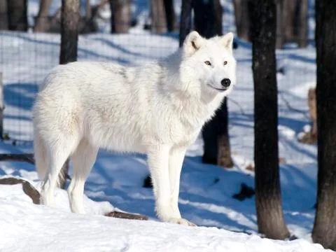 Artic wolf in winter Stock Photos