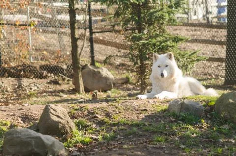 Artic Wolf at Zoo Stock Photos