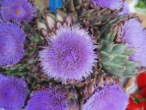 Artichock flower Stock Photos