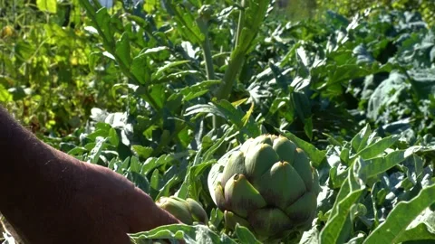 Artichoke crop Stock Footage 160064013