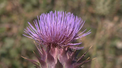 Artichoke flower Видео 126099