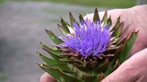 Artichoke Flower Stock Footage 856013