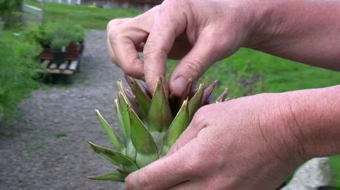 Artichoke Flower Stock Footage 856082
