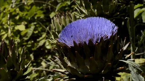 Artichoke flower with insects and butterfly Stock Footage