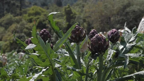 Artichoke flowers Stock Footage 118017257
