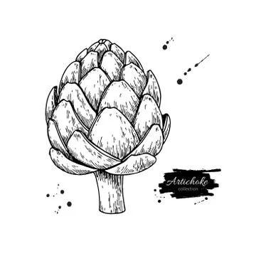 Artichoke hand drawn vector illustration. Isolated Vegetable engraved style.. Stock Illustration