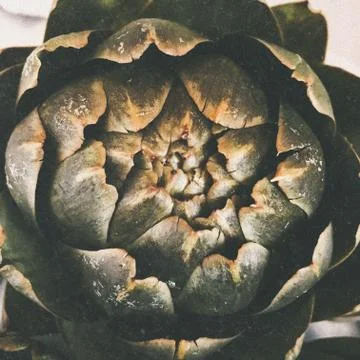 Artichoke Pattern Stock Photos