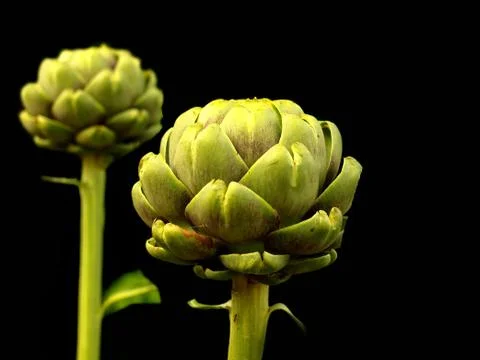 Artichoke Stock-Fotos