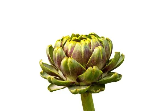 Artichoke Stock Photos