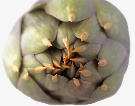 Artichoke Stock Photos