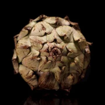 Artichoke Stock Photos