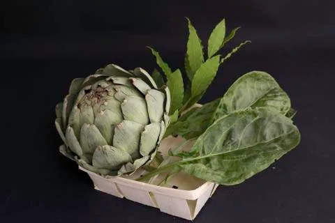 Artichoke Stock Photos