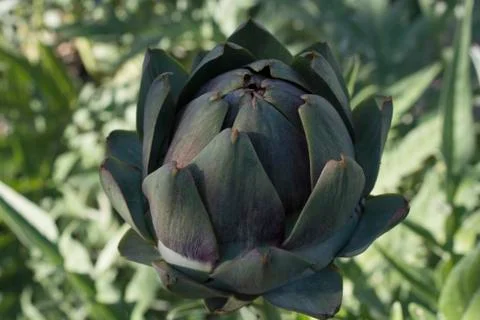 Artichoke Stock Photos