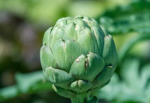 Artichoke Stock Photos