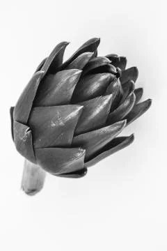 ARTICHOKE Stock Photos