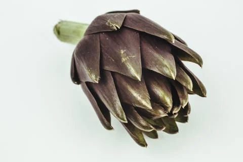 ARTICHOKE Stock Photos