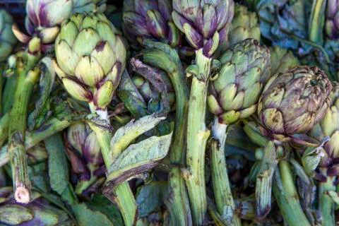 Artichoke Stock Photos