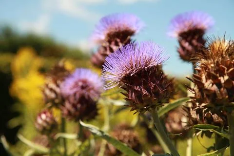 Artichoke Stock Photos