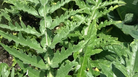 Artichoke plants in soil Stock-Footage 87793530