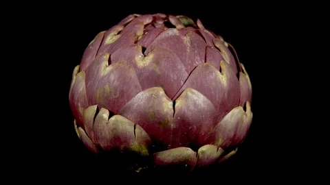 Artichoke Rotating Stock Footage 123920166