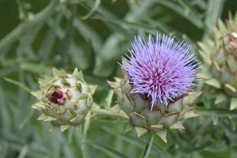 Artichoke thistle Stock Photos